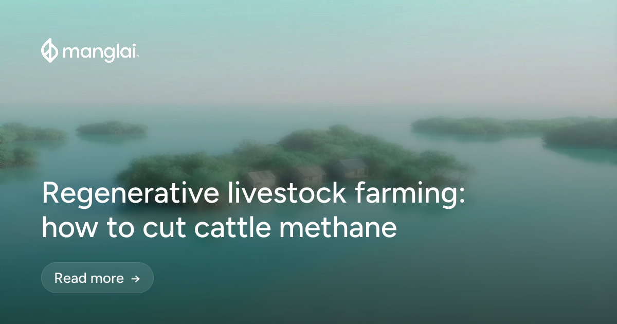 Regenerative livestock farming: how to cut cattle methane